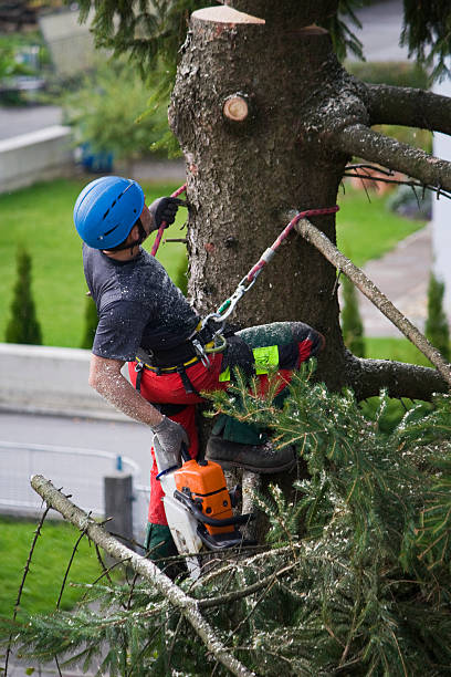 How Our Tree Care Process Works  in  White Haven, PA